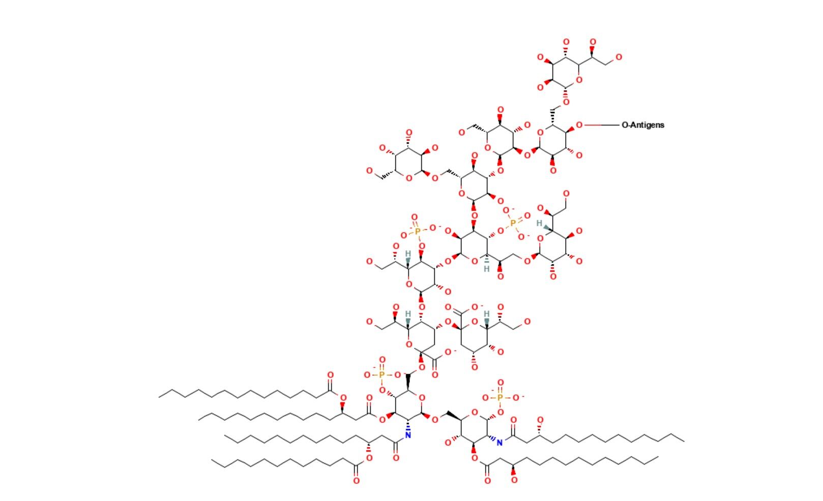 Lipopolysaccharides (LPS)